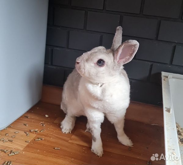 Декоративный кролик с клеткой