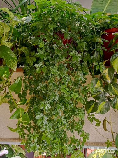 Циссус Стриата(Cissus striata)