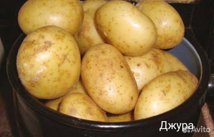 Семенной картофель