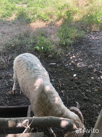 Овцы бараны