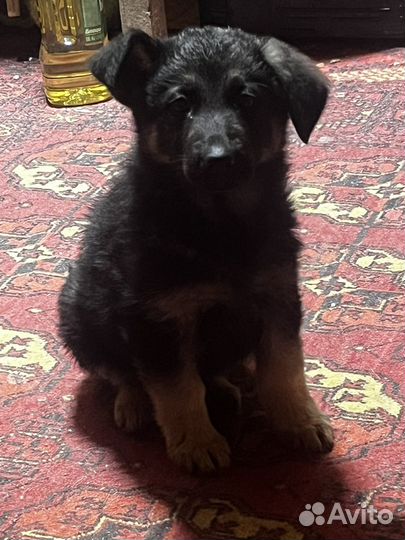 Щенки немецкой овчарки