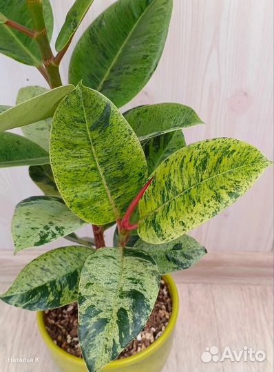 Фикус Elastica Shivereana