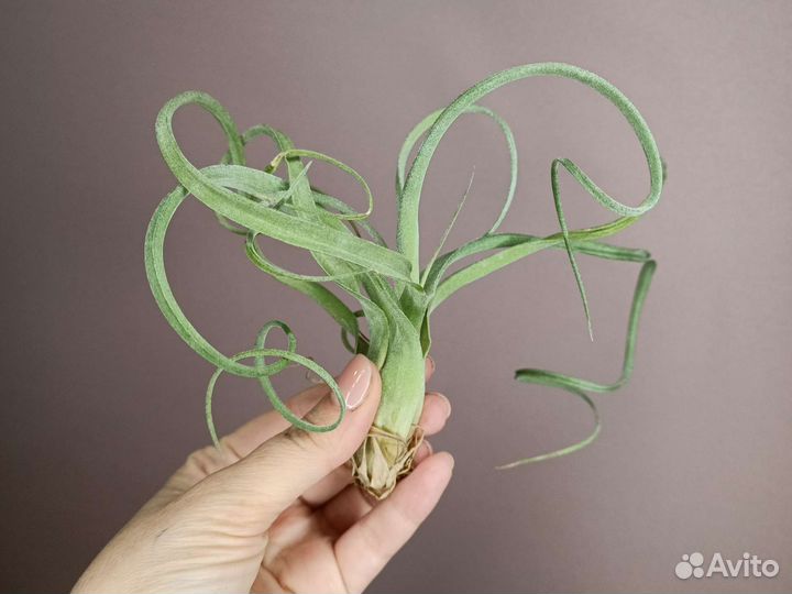 Тилландсия атмосферная