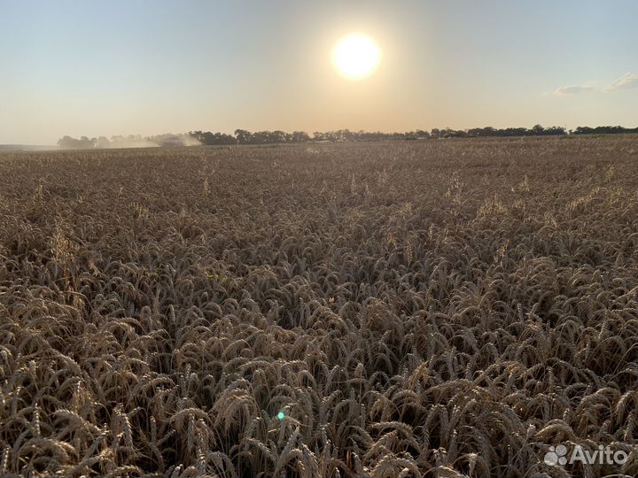 Семена озимой пшеницы