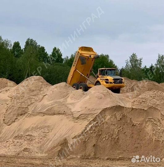 Таракан строительного песка