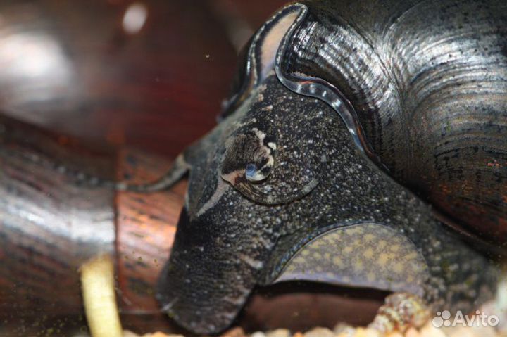 Улитка Шип Дьявола (Faunus ater)