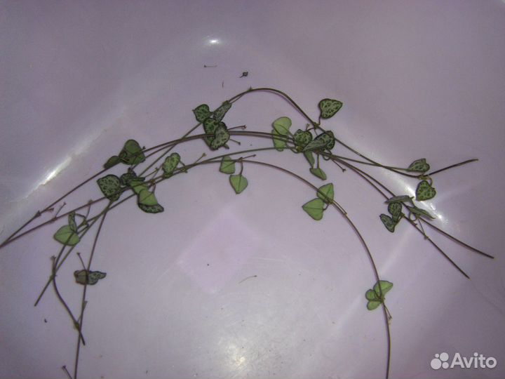 Церопегия Гастерия и Алое