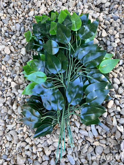 Фикус бенджамина