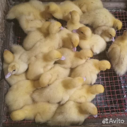 Селезень индоутки