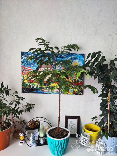 Комнатные растение дерево Тамаринд бонсай