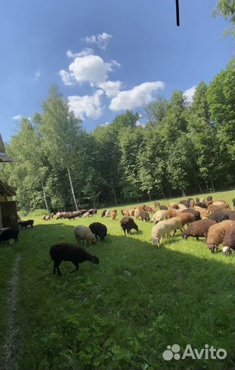 Бараны, курбан байрам, ураза байрам халяль