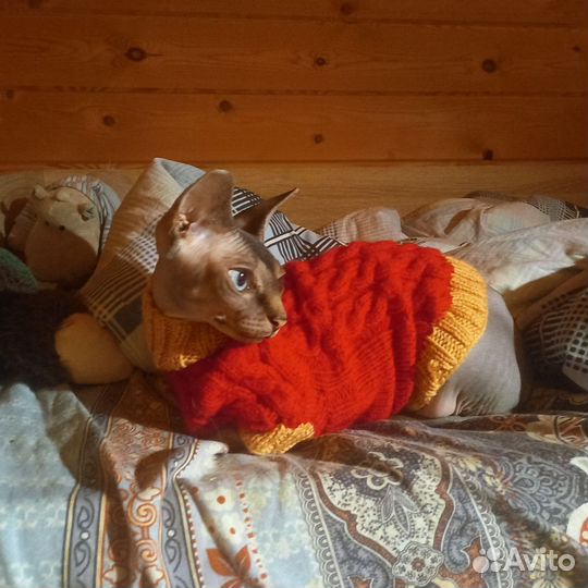 Канадский сфинкс девочка