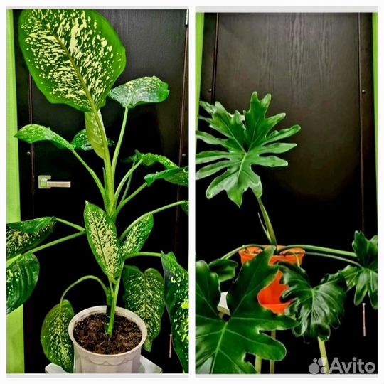 Диффенбахия