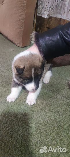 Щенки помесь немецкой овчарки