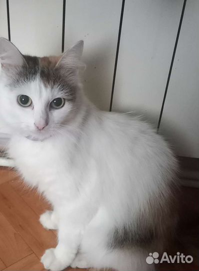 Кошка