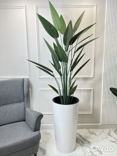 Пальма Стрелиция Фикус