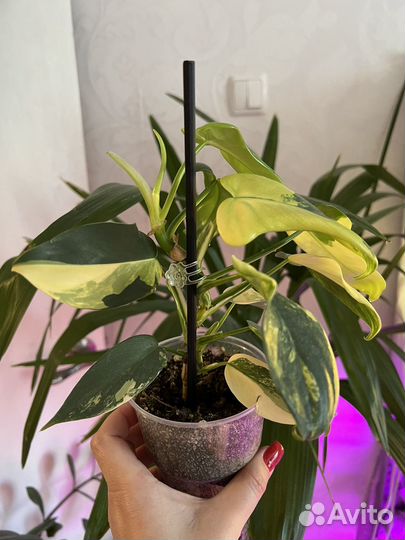 Филодендрон Виолин вар (Гитара)