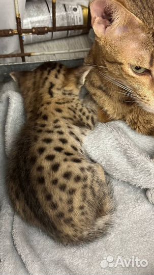Котята саванна