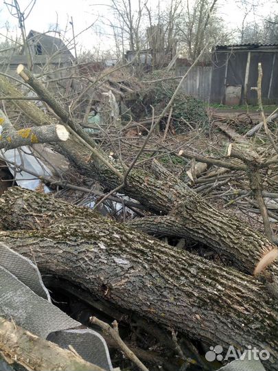 Пилить деревья