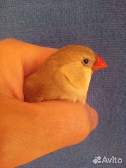 Японские и зебровые амадины