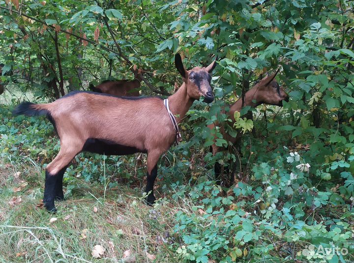 Чешская козочка 6 мес