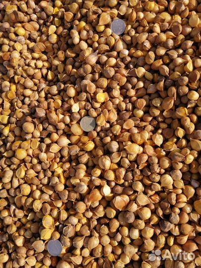 Рокамболь (головки, однозубка, детки)