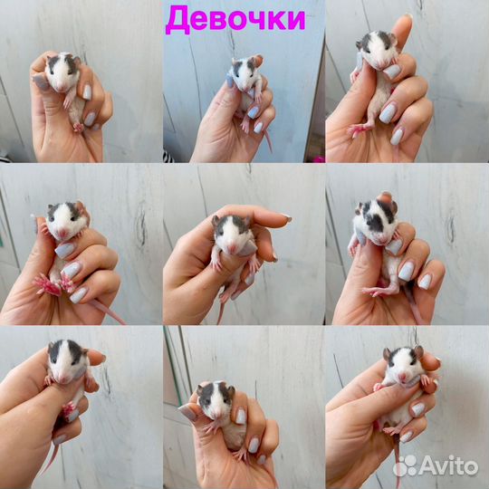 Крысята дамбо