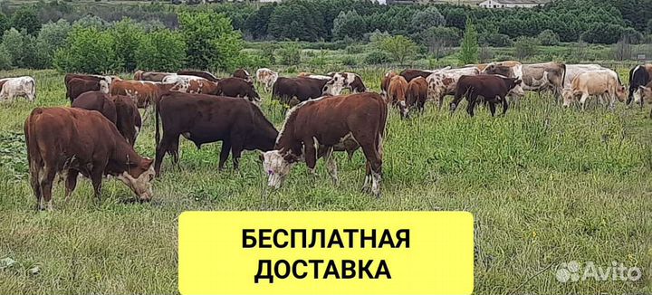 Телята бычки на откорм