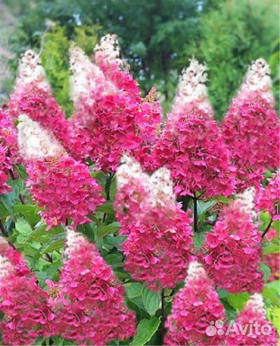 Гортензия Пинки Винки