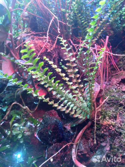 Растения для аквариума, флорариума, террариума