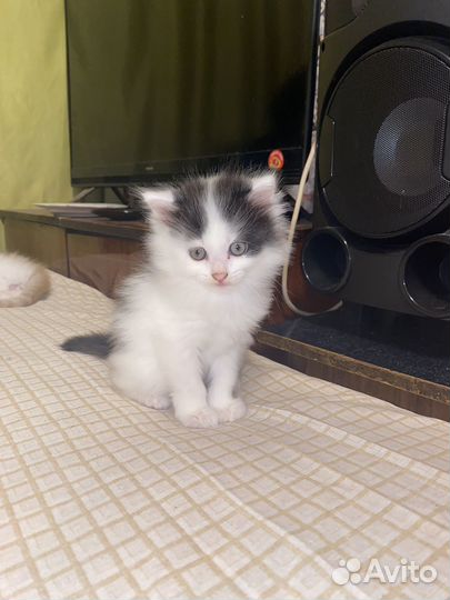 Котята отдам бесплатно