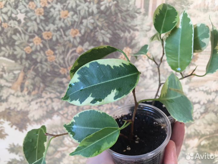 Ficus retusa L