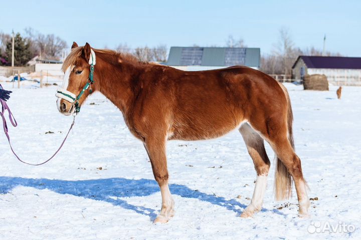 Лошадь пони класса