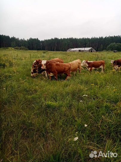 Бычки элитные казахские белоголовые герефорд
