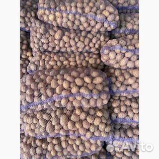 Семенной картофель