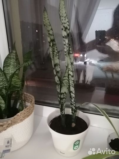 Сансевиерия