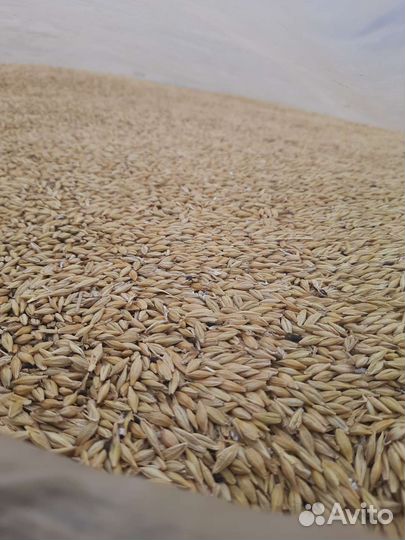 Продам ячмень