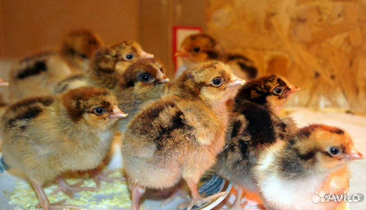 Инкубационное яйцо и цыплята из личного подворья