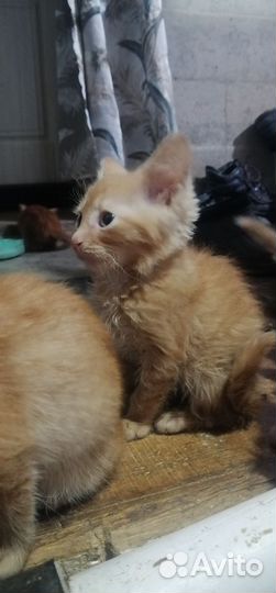 Кошка в дар бесплатно