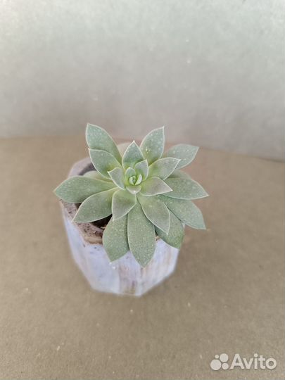 Суккуленты