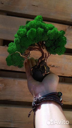 Интерьерное Бонсай.Стабилизированный мох.Эко декор