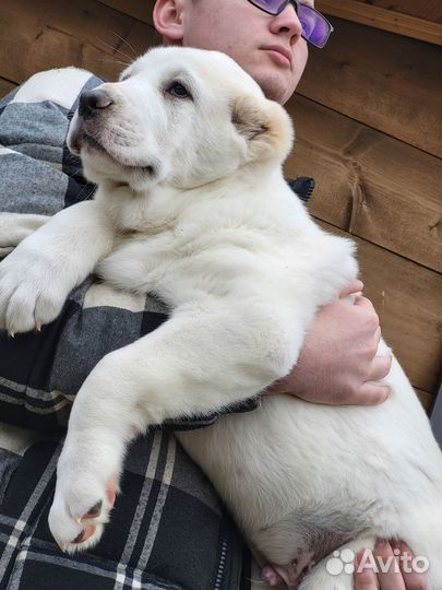 Продажа щенков алабая