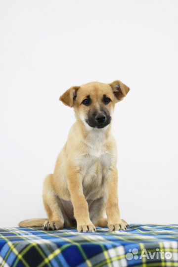 Щенок для вас