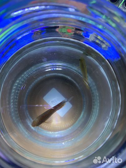 Аквариумные рыбки