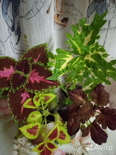 Цветы колеусы