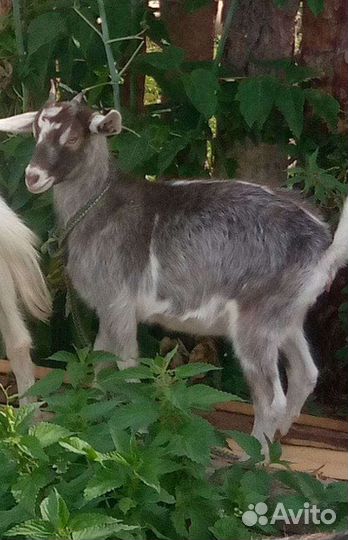 Коза нубийская