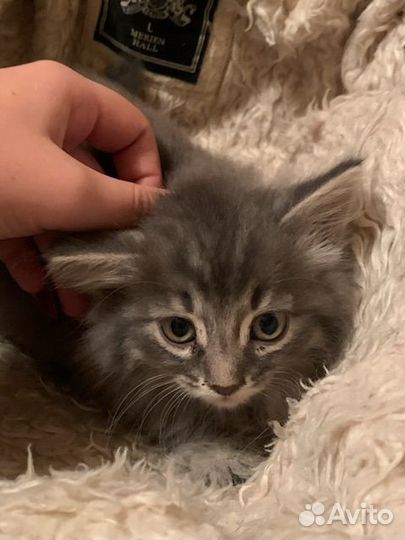 Котенок мальчик серый