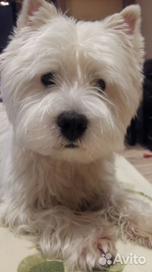 Кобель для вязки