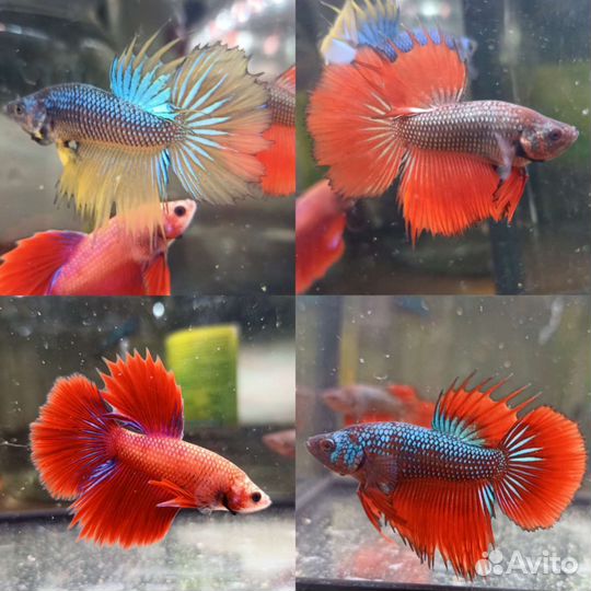 Рыбки, креветки, улитки, растения