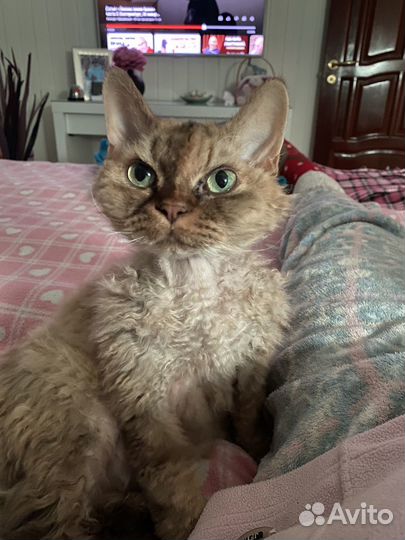 Девон-рекс в добрые руки